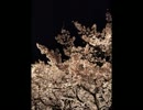 桜（Vo.シントク）