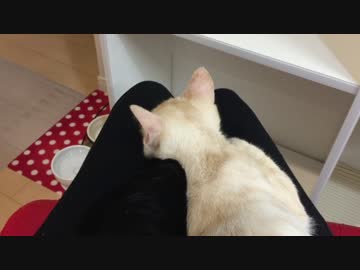 膝の上で仲良しな子猫たち