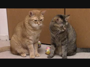 拾いねこ＠生後1894/1861日目　ほーじょーやに行ってきました。