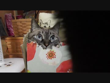 【536】ジャン❤︎ポン　猫のアート３作目で使う猫の気持ちに寄り添う