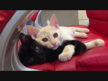 仲良く喧嘩する子猫たち
