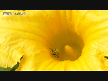 カボチャ収穫しました！ホラー風味【キッチン・ガーデン #7】