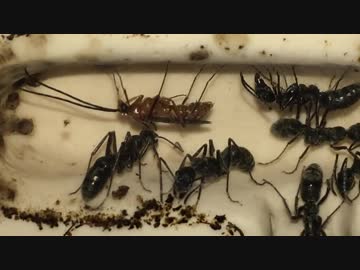 蟻戦争＃169 なんだこのアリ！？アリの変化と秋の訪れ編