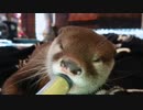 目線を合わせて、カワウソちぃたん☆を見守る