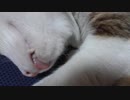 舌をしまい忘れた猫