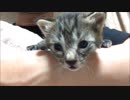 おねむな子猫が寝落ちする様子をご覧ください