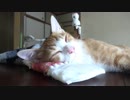 昼寝している子猫に枕を挿入してみた結果。