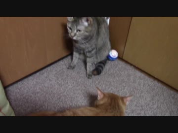 拾いねこ＠生後1896/1863日目　30代もあと30分。