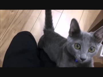 愛する猫にキャットフード作ってみた。