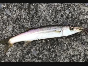 釣り動画ロマンを求めて 84釣目（東扇島西公園）