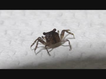 赤ちゃんカニのお披露目　その２