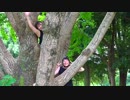 【どすえ×あーにゃ】バタフライ・グラフィティ【踊ってみたかった】