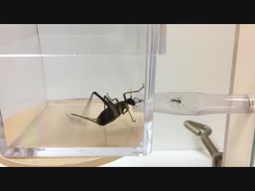 蟻戦争＃170 クロヤマアリVSスズムシ～小さなアリの戦い方～編