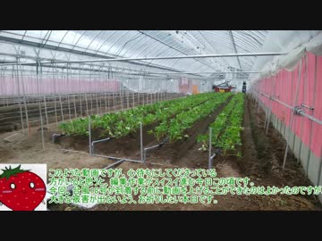 本気農業　「いちご」つくって400万稼ぐ　その5　ゆっくり解説