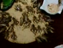 昆虫食爬虫類の常食【ヨーロッパイエコオロギ】