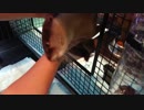 留守番するために、ケージに入るのを全力でイヤがるカワウソちぃたん☆