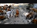 キツネのおやつタイム＆餌やり【蔵王キツネ村】