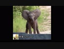 ウソmas予告だ象