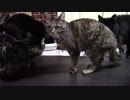 こんしゅうのおやつ【蒼民家の猫々】