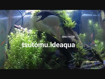 60cm曲面ガラス水槽