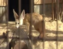 フェネックはガチ（ケンカ）【井の頭自然文化園】