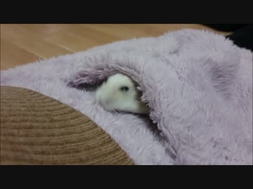 チャロアポケット