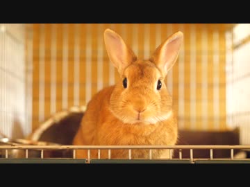 【ウサギのうーたん】とある日常