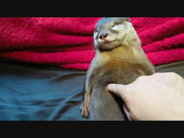 腹に七つの傷を持つカワウソ～コツメ神拳チィシロウ★～