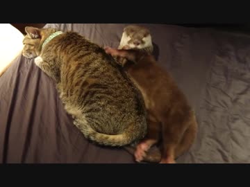 ネコと一緒にお昼寝するカワウソちぃたん☆