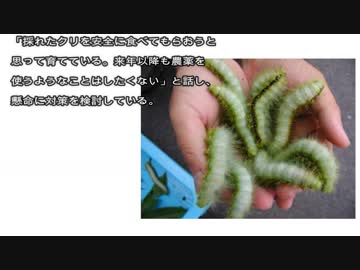 クスサンが大量発生でクリ拾い中止　広島の観光農園、初事態に落胆