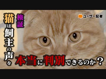 【感動結果】うちのネコも飼主の声を判別できるか検証してみた