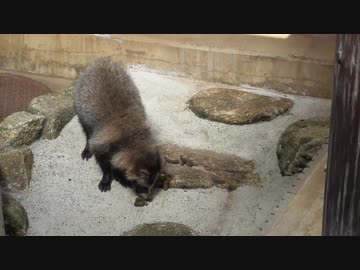 タヌキの食糞