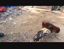 vieclambienhoa.vn share cặp gà 100k
