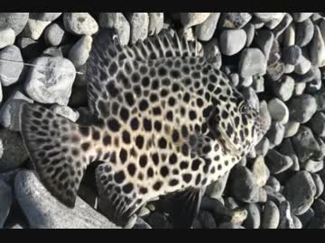 釣り動画ロマンを求めて 85釣目（久留和海岸）