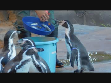 グレープ君のごはんタイム2