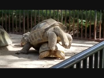 交尾しようとがんばるゾウガメ