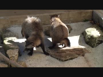 タヌキのうんこ②