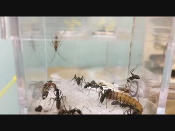 蟻戦争＃171 オスアリは戦わない～オスの宿命～編