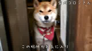 猛犬様がみてる