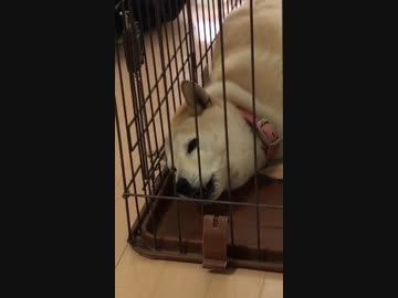 家のお犬様が合唱なさられた