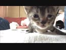 子猫のはなび おしっこできたよ！