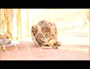 クロアシネコのごはんタイム【微グロ注意】