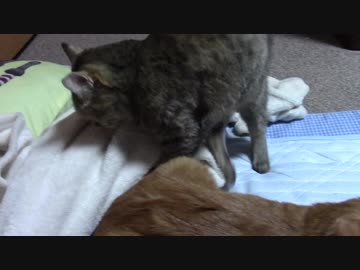 拾いねこ＠生後1901/1868日目　最近ふみふみが日課ですね。