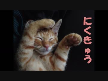 犬と猫の肉球さわるだけ