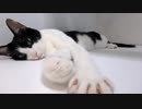 猫が飼い主をほったらかしてお出迎えに来なかった理由ww