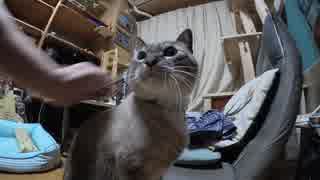 【Jean & Pont 542】ちょっとショック！　留守番で大鳴きジャンくん