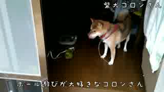 ボール遊びに興じる柴犬