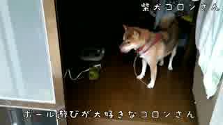 ボール遊びに興じる柴犬