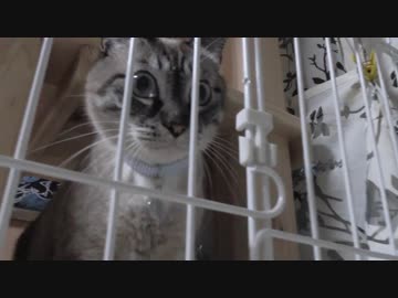 【Jean &amp; Pont 543】子猫の一時預かりを頼まれました