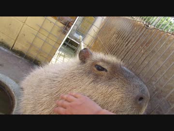 カピバラさん喜ぶ！